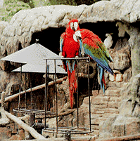 bird3.gif