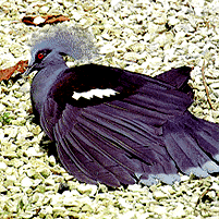 bird4.gif
