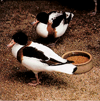bird5.gif