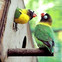 bird6.gif